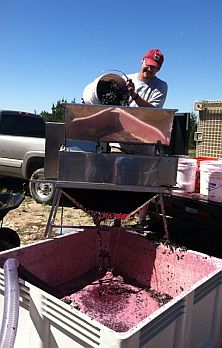 Man processing grapes at a winery