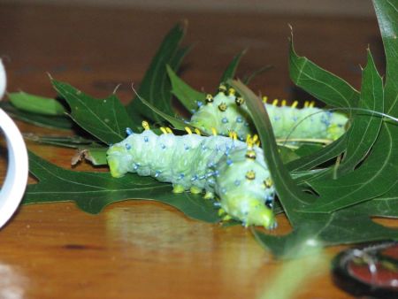 Green Caterpillars